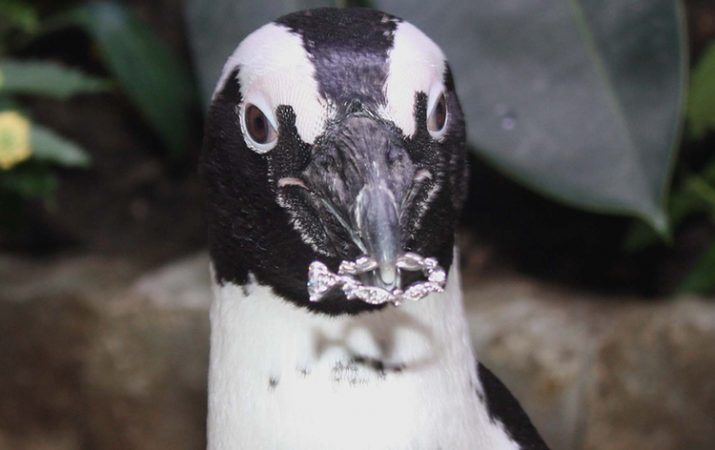 Penguin with ring in mouth