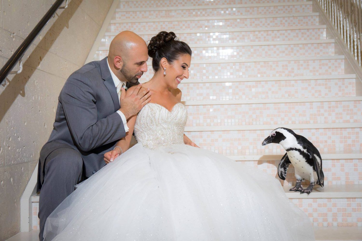 Bride Groom and Penguin on steps