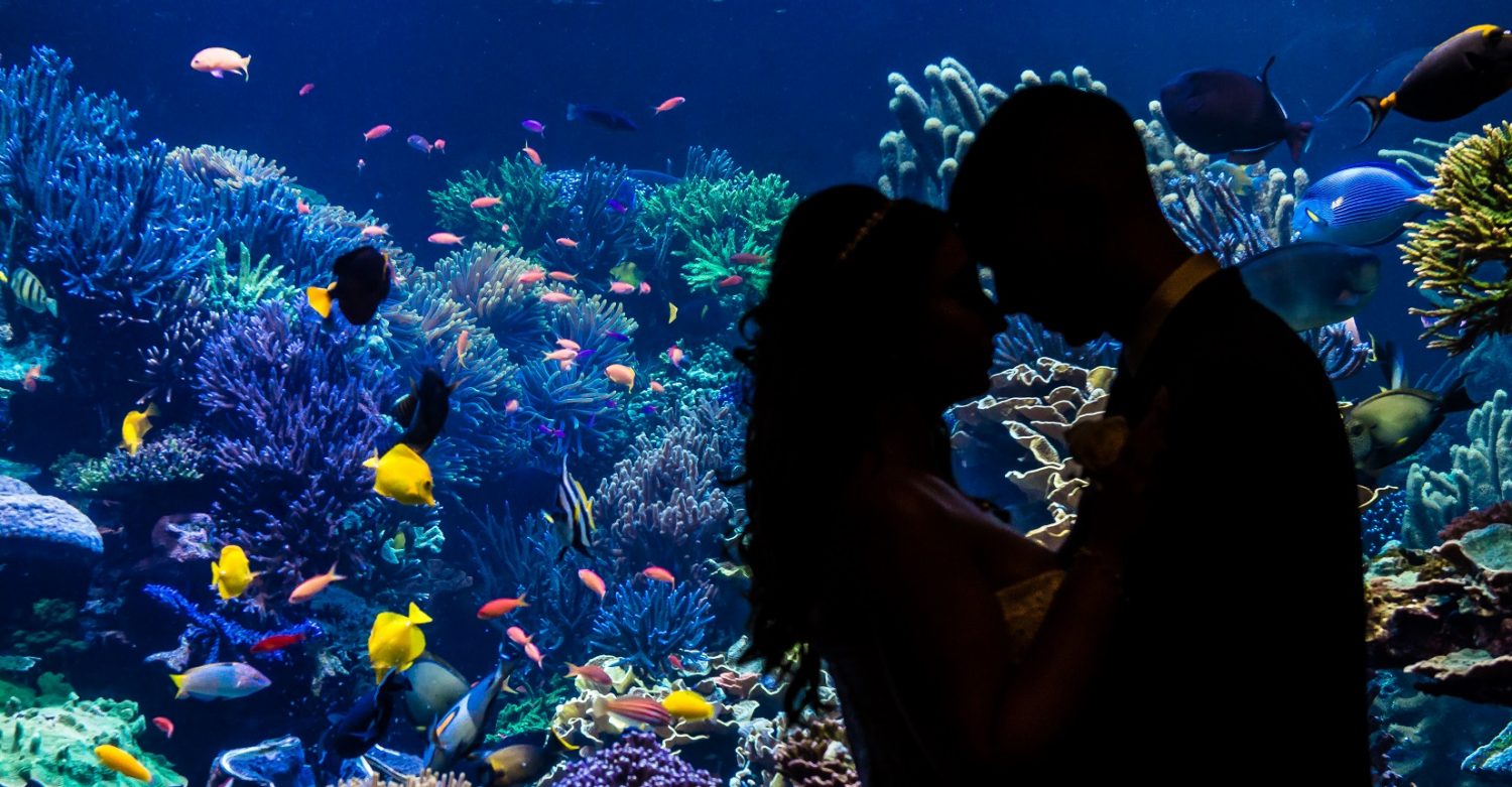 Couple by Coral Reef