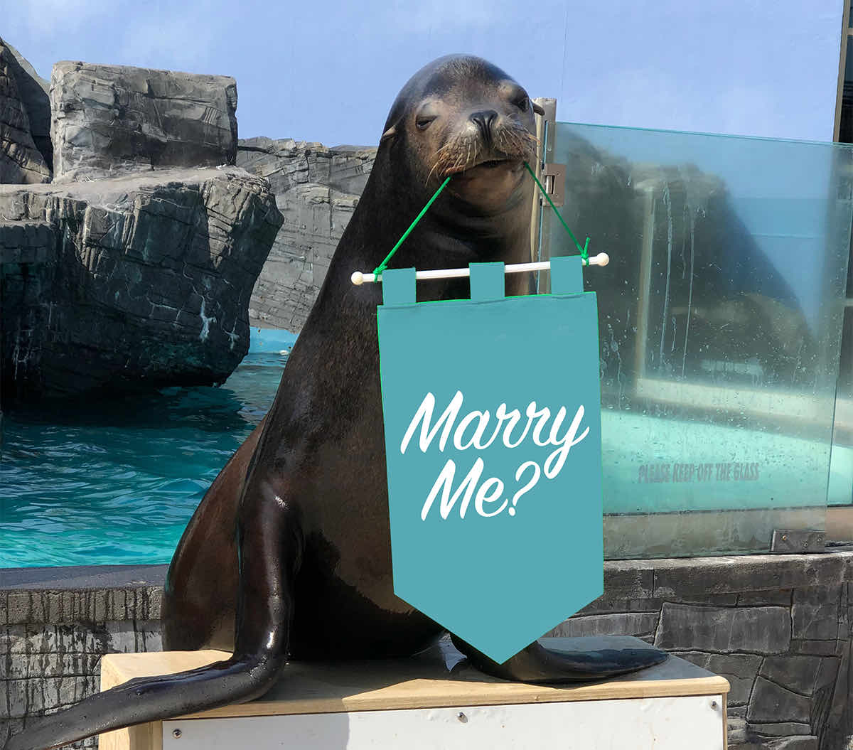 Sea Lion with a Marry Me Banner