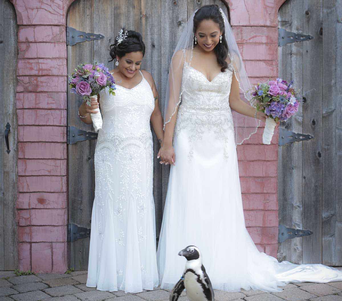 Couple looking down at penguin