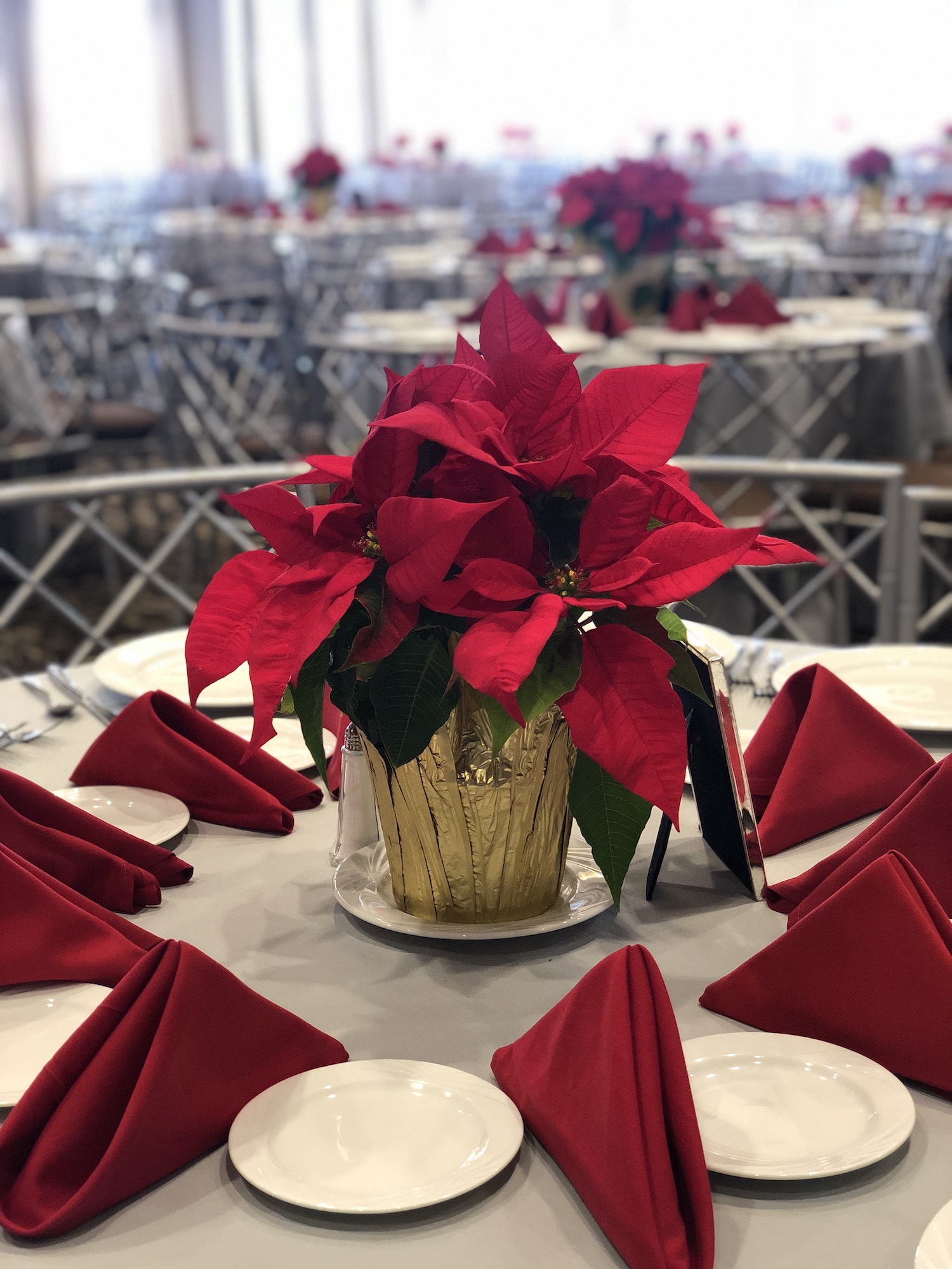 Poinsettia in Ballroom